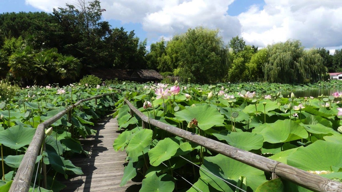 Lotus Lake at Parc Floral de Court d Aron
