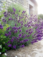 Lavender in the Garden at Maison Lairoux