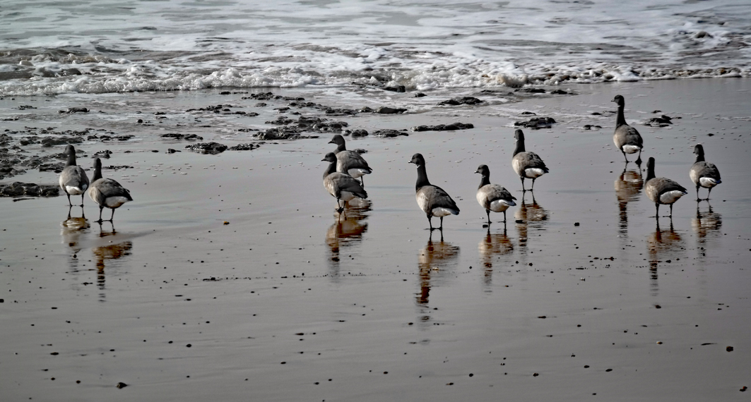 Geese on the Beach at Le Phare in winter