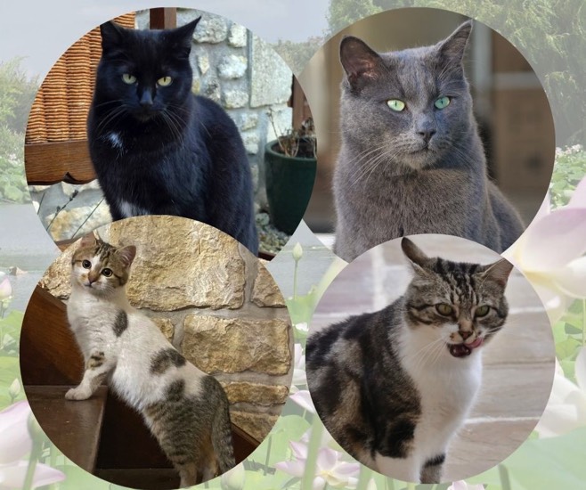 The cats at Maison Lairoux in 2026
