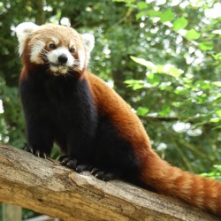 Red Panda at the Natur Zoo in Mervent