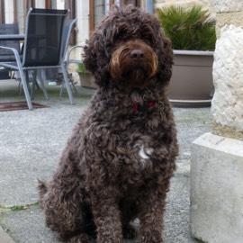 Rollo at our Dog friendly holiday cottage