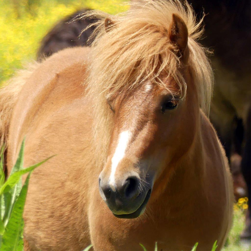 Horses of the Marais Poitevin