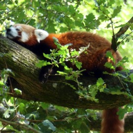 Red Pandas at the Mervent Natur Zoo