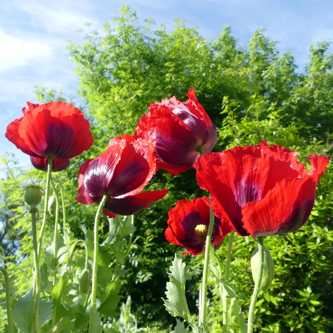Oriental Poppies at Maison Lairoux Holiday Cottages