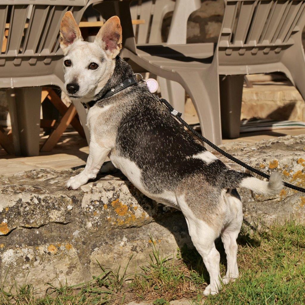 Spikey the Jack Russell at Maison Lairoux Holiday Cottages