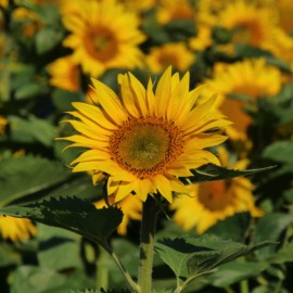 Summer Sunflowers in the Vendee