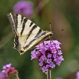 Swallowtail butterfly at Maison Lairoux