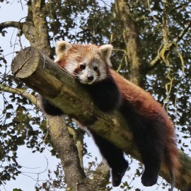 Red Panda at the Zoo des Sables