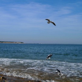 Seagulls at La Tranche sur Mer