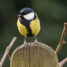 Great tit at Maison Lairoux Holiday Cottages