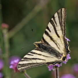 Swallowtail Butterfly in the garden