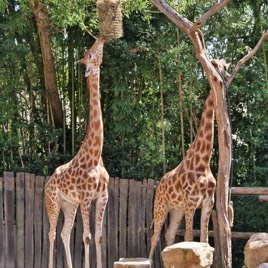 Giraffes at the Zoo in Les Sables dOlonne