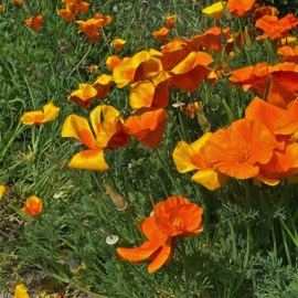 Californian Poppies at Maison Lairoux Holiday Cottages