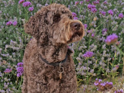 Hugo at Maison Lairoux Holiday Cottages