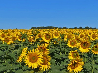 Sunflowers in the Vendee