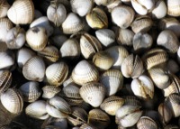 Seashells at La Tranche sur Mer
