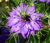 Nigella Flower in the Garden