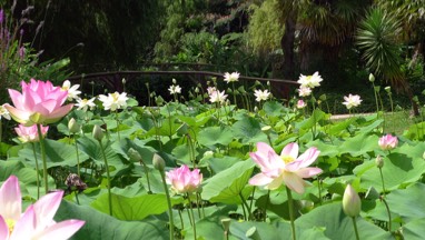 Lotus lake at the Tropical Gardens