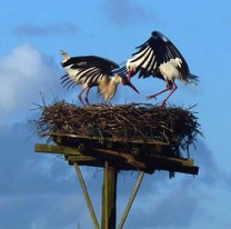 Storks nesting at Lairoux