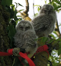 Tawny Owls in the Garden at Maison Lairoux