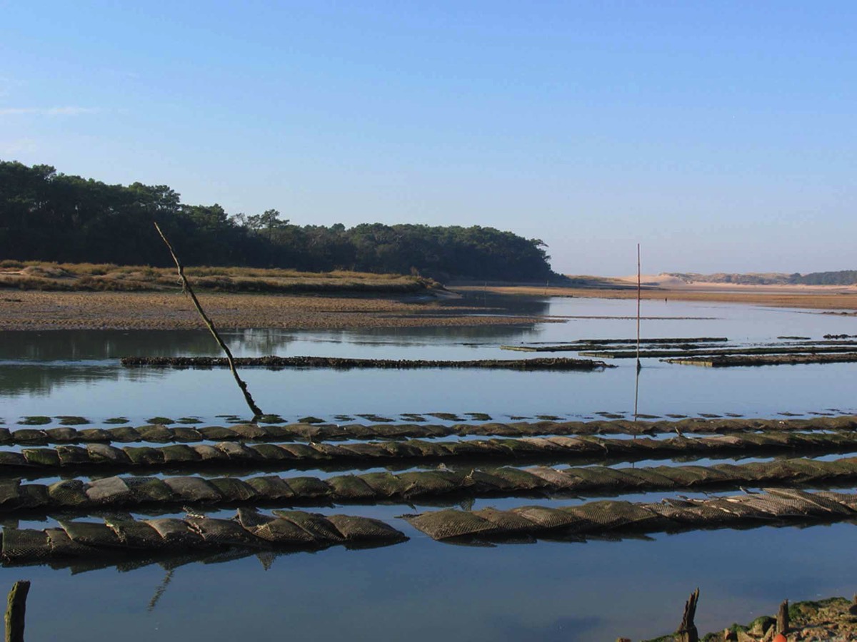 Oyster Beds at Port Bourgenay