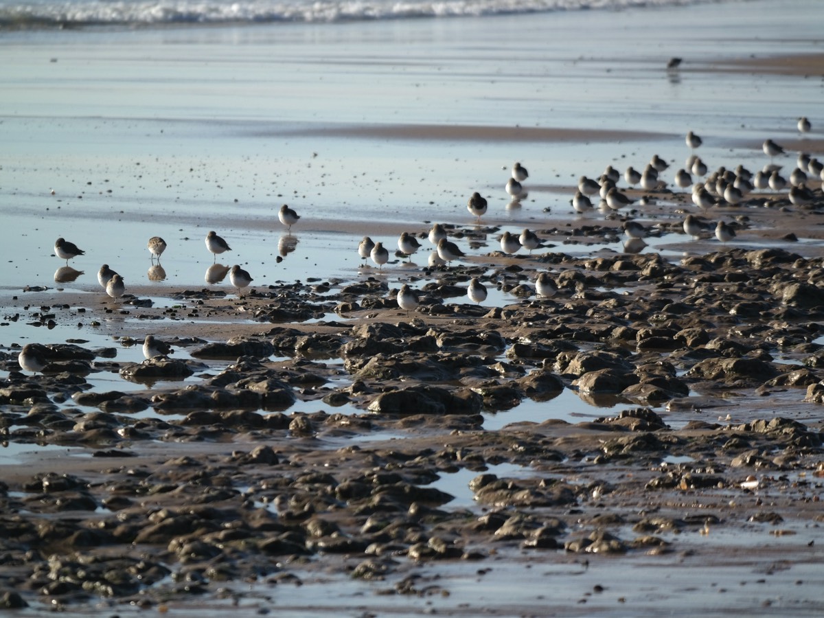 Wading Birds on the beach in Winter