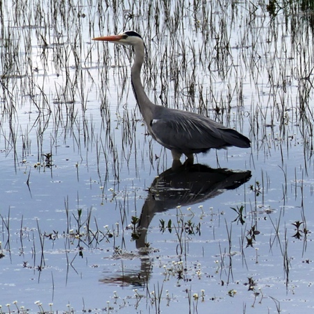 A Heron fishing on the Marais Communal in Lairoux