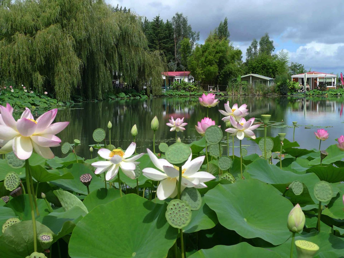 Lotus Lake at the Parc Floral de Court d Aron