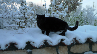 Winter in the Vendee