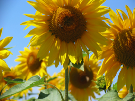 Sunflowers in the Vendee