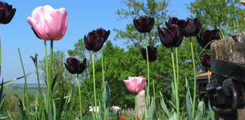 Spring in the Vendee