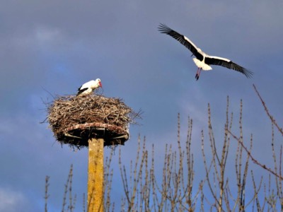 Storks on the Marais Communal in Lairoux