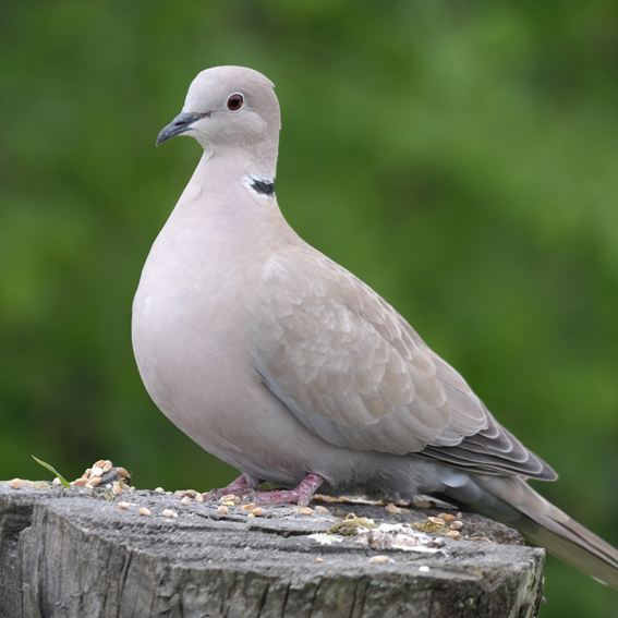 A Collared Dove on the Tree Stump