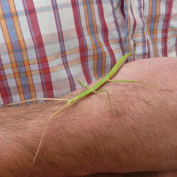 A Stick Insect