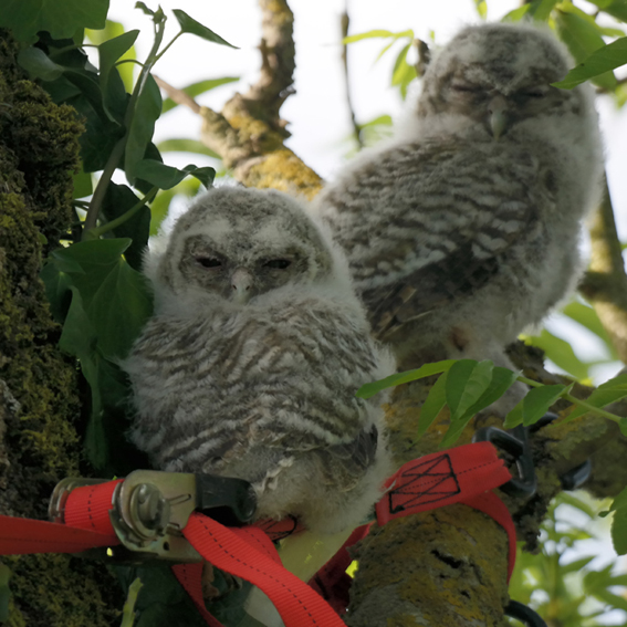 Tawny Owl Chicks leaving their box in 2016