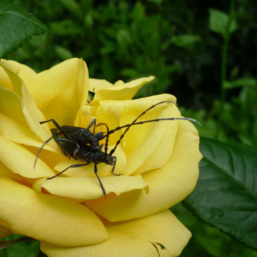 Beetles in the roses