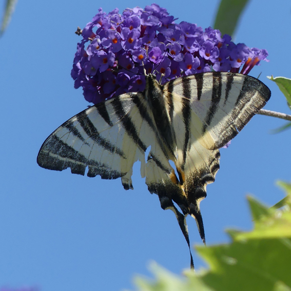 Swallowtail butterfly on the Buddleia