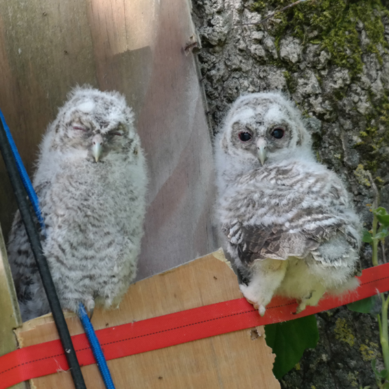 Tawny Owl Chicks 2016 Just out of their box
