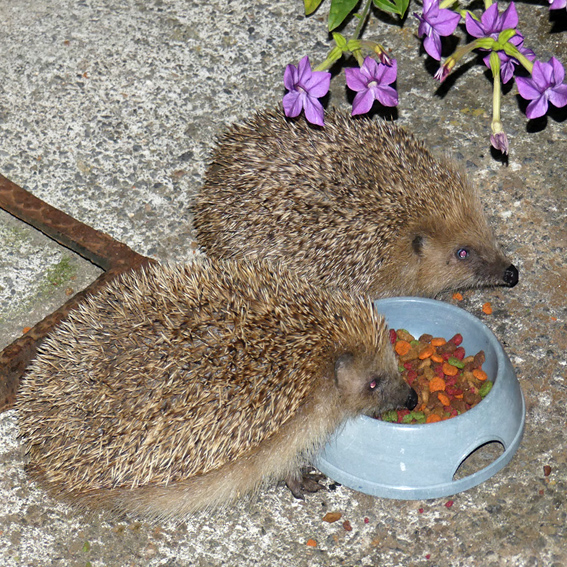 Hedgehogs eating the cat food