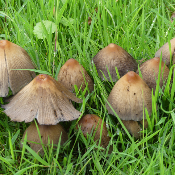 Mushrooms in the garden at Maison Lairoux