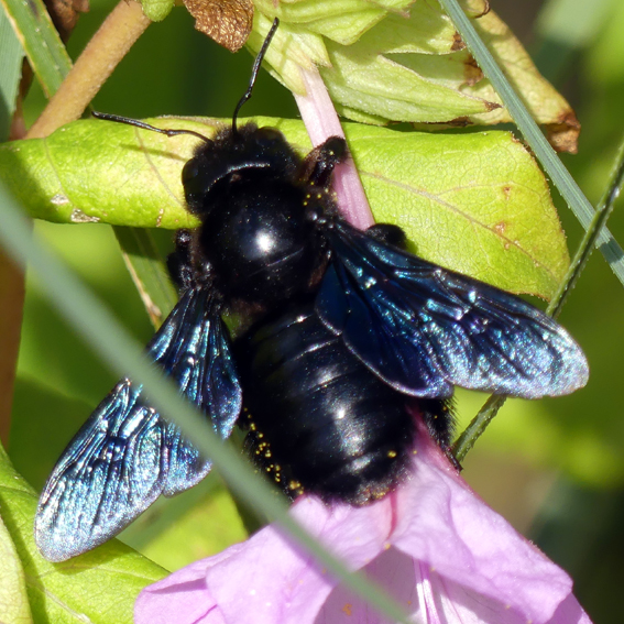 Carpenter Bee in the Potager