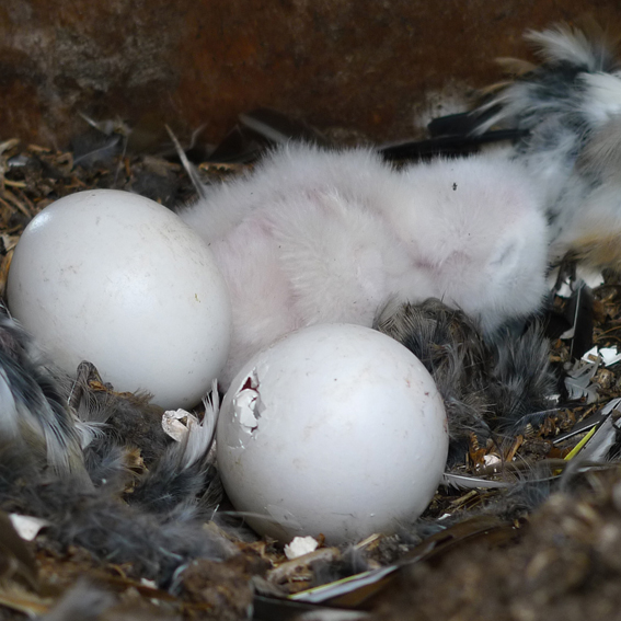 Tawny Owl Chicks Hatching in 2016