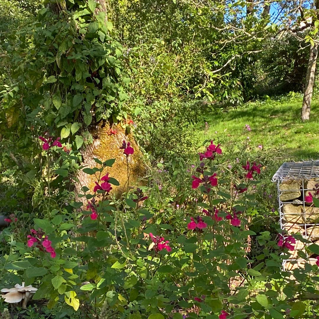 Plants in flower around the pond at Maison Lairoux