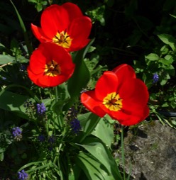 Tulips at Maison Lairoux