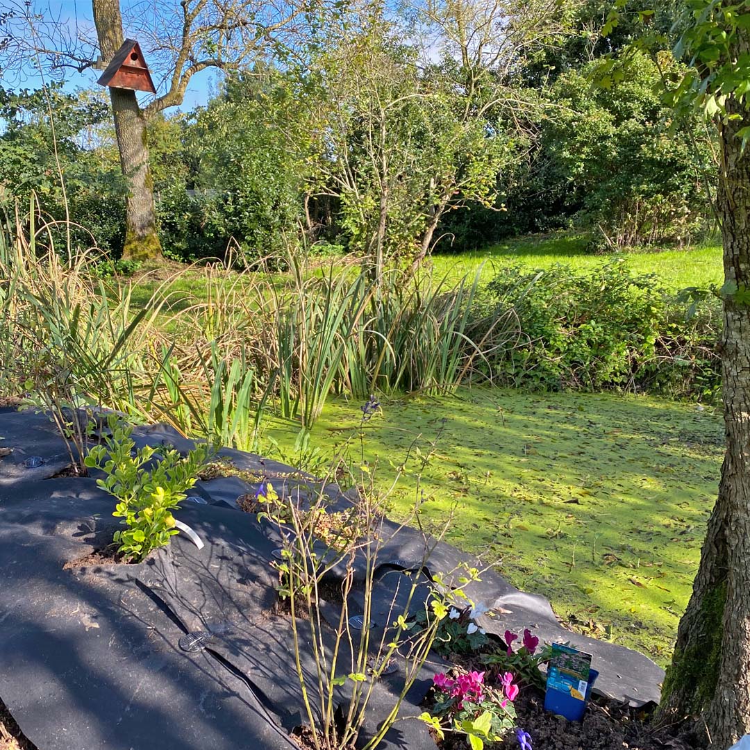 New Plants around the pond at Maison Lairoux