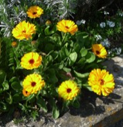 Marigolds in Spring