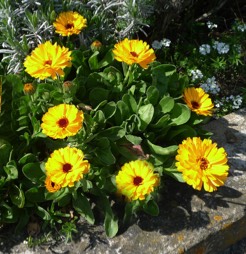 Marigolds in Spring