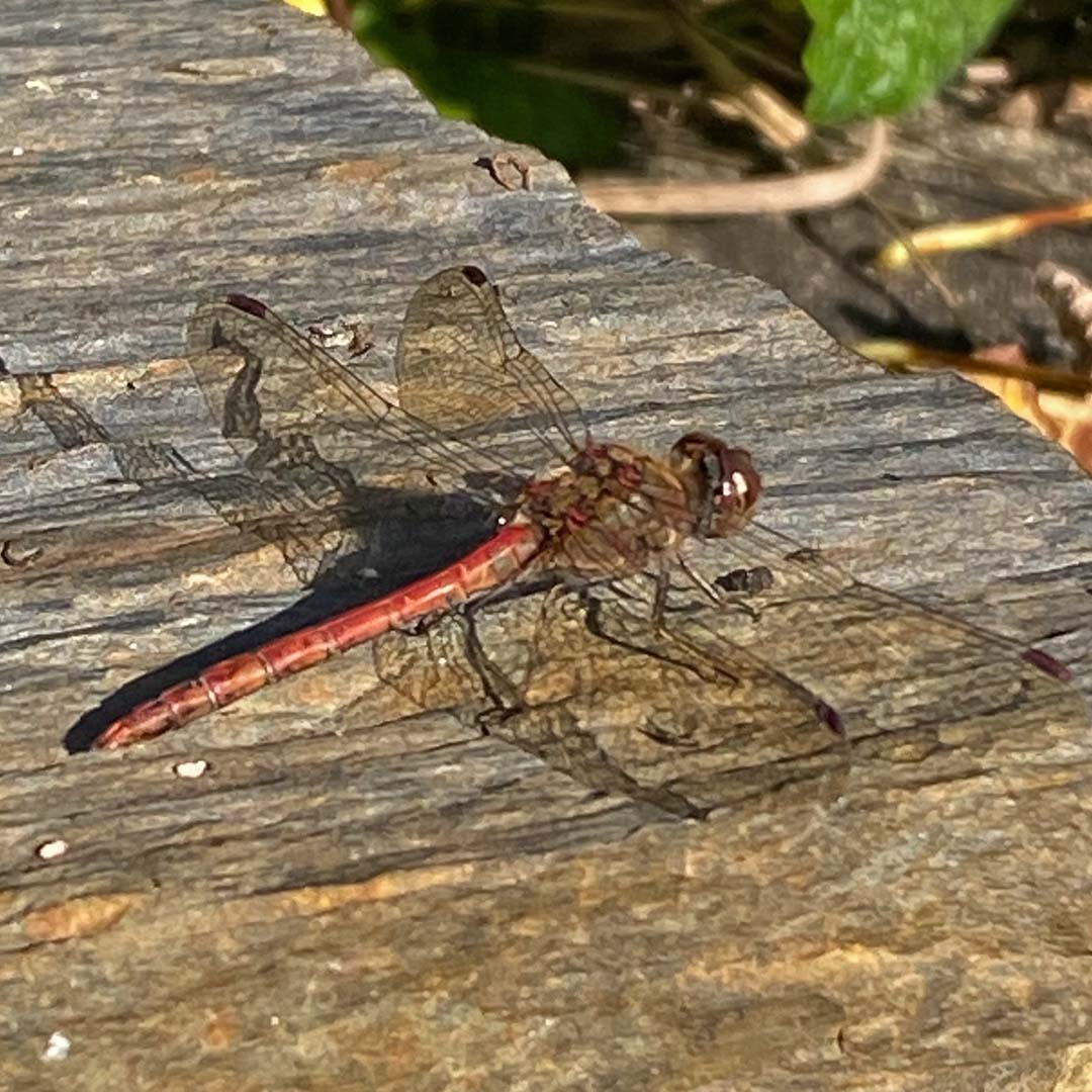 Dragonflay at Maison Lairoux