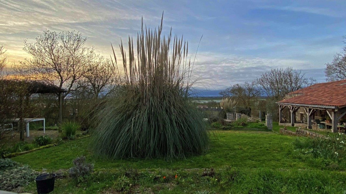 Pampas Grass at Maison Lairoux Holiday Cottages